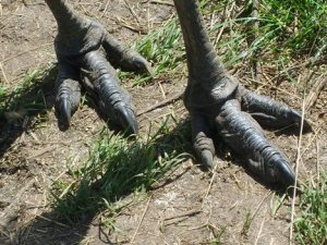 It's no wonder each step is a surprise when I'm walking around on these weird dinosaur emu feet.