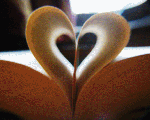 Book heart gif